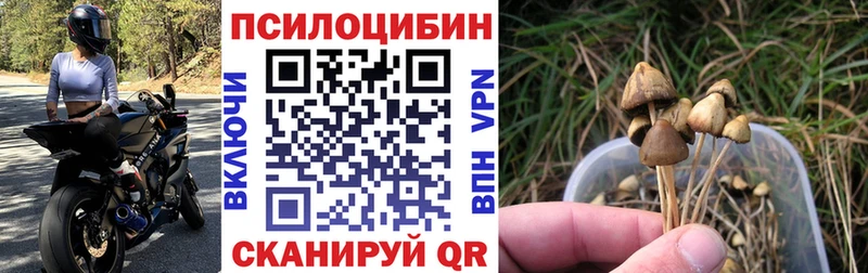 где купить   Моздок  мега ТОР  Галлюциногенные грибы Cubensis 
